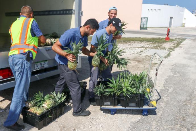Crewmembers unload fresh fruit from a van.