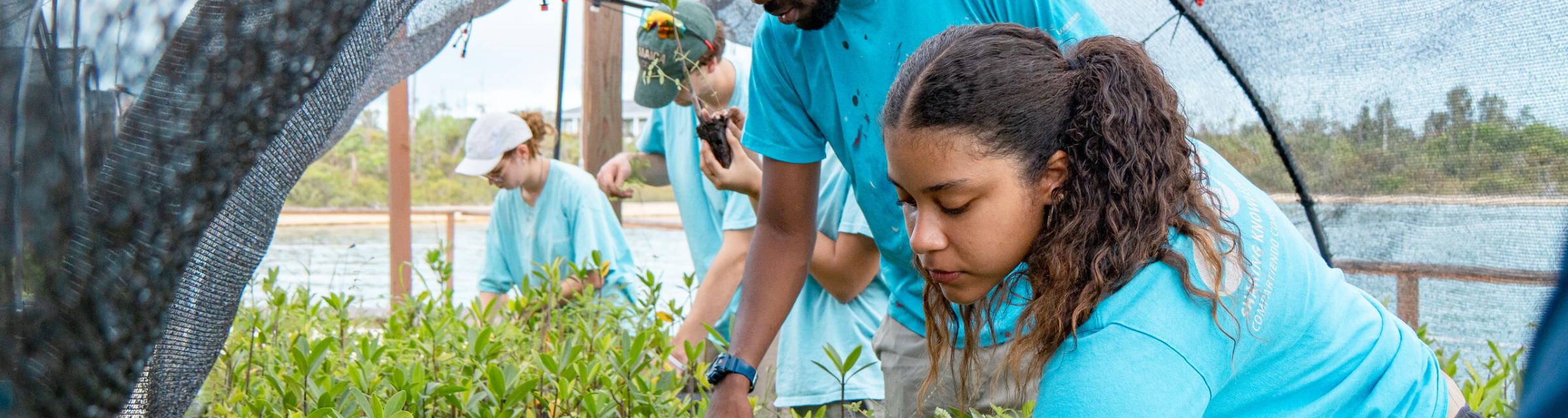 Freeport, Bahamas :: Sarah (Dominican Republic) and other crewmembers helping at a mangrove farm.